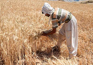 بیش از 67 درصد مطالبات گندم کاران استان سمنان پرداخت شد