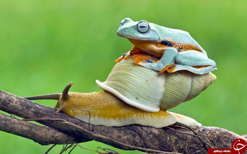 شگفتی های طبیعت به روایت نشنال جئوگرافیک
