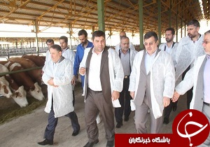 بازدید استاندار از مجتمع پرورش گاو