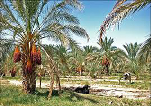 وجود ۷۰ رقم خرما در شهرستان سراوان