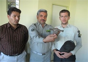 تحویل یک قطعه دارکوب قهوه ای به اداره حفاظت محیط زیست