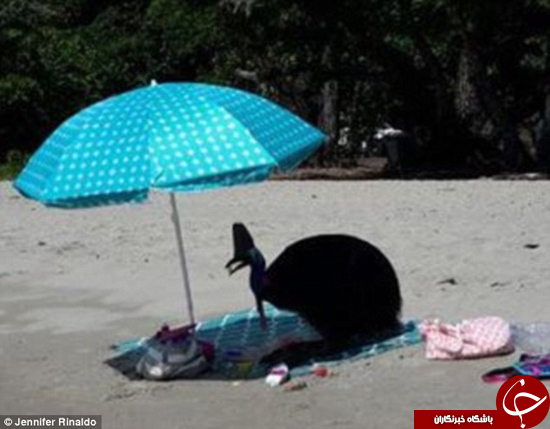 دزدی که به سایه هم رحم نکرد +عکس