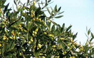تولید سالیانه ۲۰ تن زیتون در سیستان/ ایجاد اشتغال با راه اندازی خط تولید زیتون