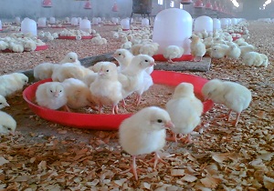 نظارت دامپزشکان بر جوجه های یک روزه