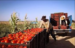 طلب 9 میلیاردی گوجه کاران جنوب کرمان