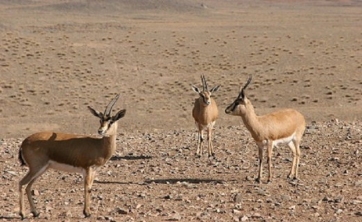 کوه چاه شیرین، زیستگاه بکر حیات وحش در سمنان + تصاویر