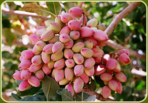 افزایش ۵ درصدی برداشت پسته در خراسان شمالی