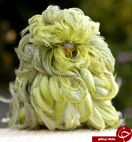 پرنده ای عجیب و  زیبا که هرگز ندیده اید + فیلم