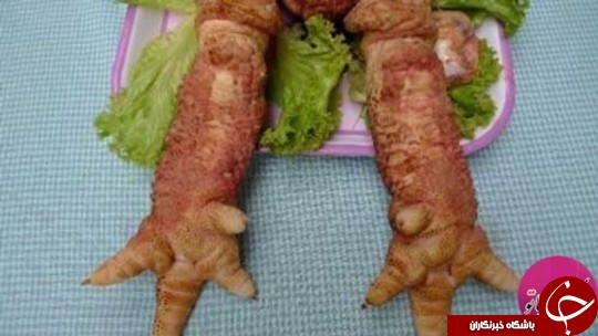 خروسی که عجیب ترین پای دنیا را دارد+ تصاویر