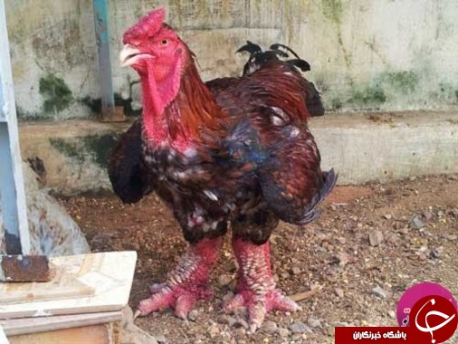 خروسی که عجیب ترین پای دنیا را دارد+ تصاویر