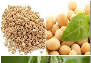 کشت سویا اولویت کارخانجات روغن نباتی