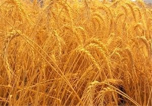 استان نیازمند  9 هزار تن بذر گندم