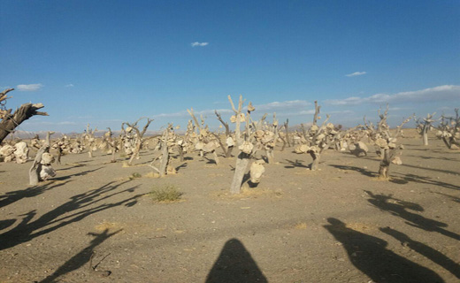 سیرجان بزرگ ترین ایالت دنیای قدیم کرمان