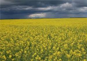 کاهش 25درصدی قیمت بذر کلزا برای کشاورزان گالیکشی