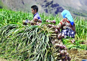 رفع مشکل اشتغال مازندران با اجرای طرح های بهینه یاب