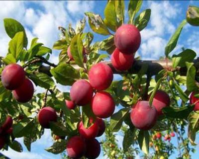برداشت آلو از باغات تویسرکان