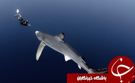 تصاویری که آدرنالین خون/لحظات هولناک فرود /در فیلم زیر لحظه فرود دشوار /بختیار رحمانی/جشنواره ای وحشتناک /زیبایی های طبیعت از لنز دوربین/صفحات آبگریز سامسونگ/سارقان خودرو خود/انتقال دایناسور به موزه علوم/ملیکا شریفی نیابلندترین برج انسانی/