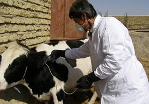 آغاز طرح سراسری واکسیناسیون دام علیه بیماری تب برفکی