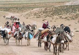 تولید سالانه بیش از 10 هزار تن گوشت قرمز توسط عشایر
