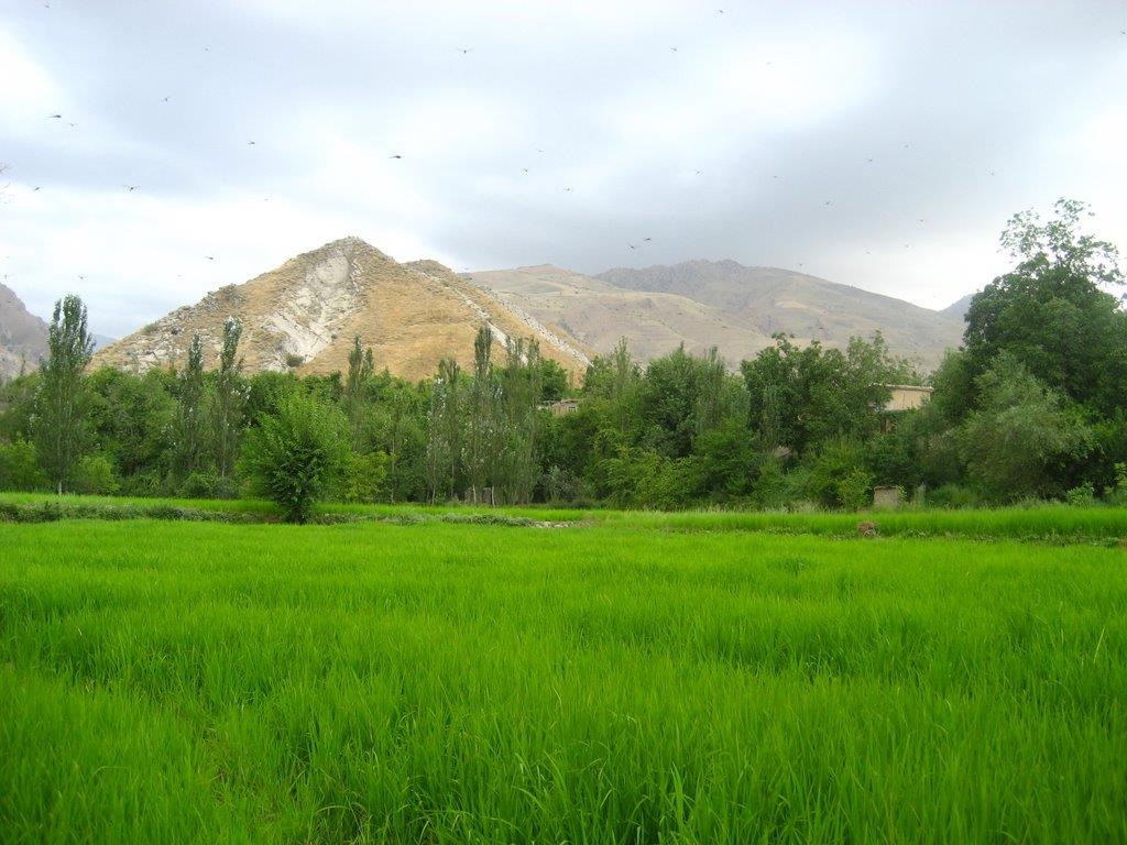 حذف تدریجی مزارع برنج در خراسان رضوی