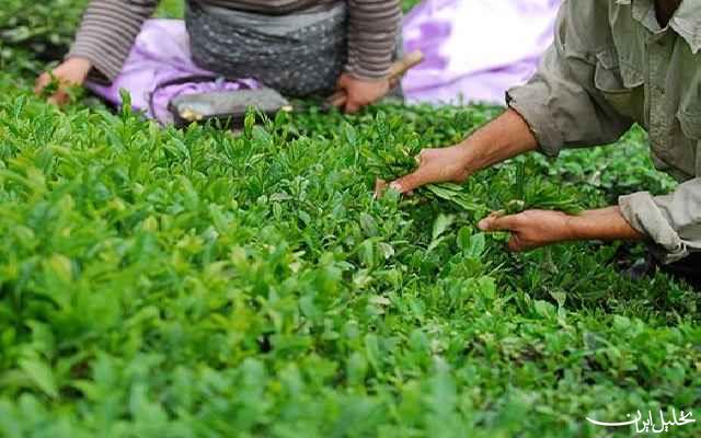 خبر خوش برای چایکاران در راه است/ تولید چای رکورد زد
