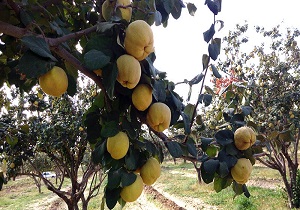 آغاز برداشت محصول به از باغات شهرستان کوثر