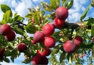 تشکیل 27پرونده باغی برای تسهیلات در آزادشهر