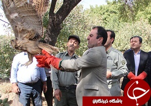 رهاسازی پرندگان شکاری