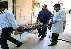 از ثبت ملی شدن ایستگاه راه آهن مشهد تا نجات گربه سان وحشی نادر