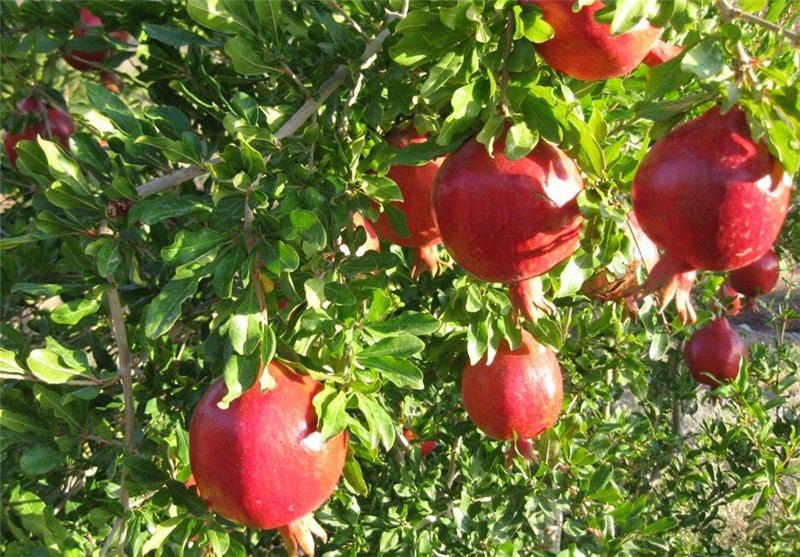 آغاز برداشت انار از باغات ارم دشتستان