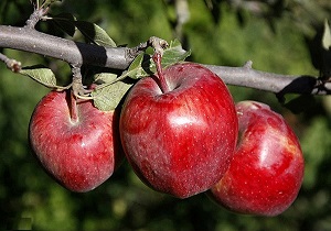 آغاز برداشت سیب پاییزه از باغات شهرستان نمین