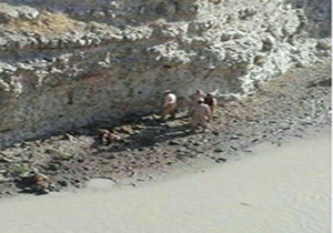 نخستین ویدیو از عملیات ضد تروریستی سپاه پاسداران در کرمانشاه + فیلم