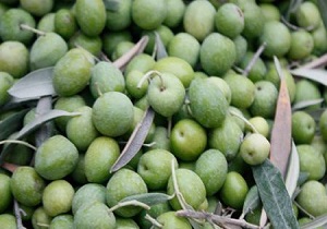 آغاز برداشت زیتون در استان