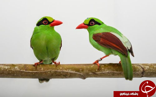 از کلاغ زاغی سبز رنگ تا نجات یک پناهجو در آخرین لحظه