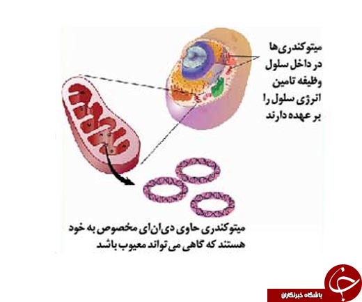 ماجرای تولد نوزادی با 3 والد به زبان ساده