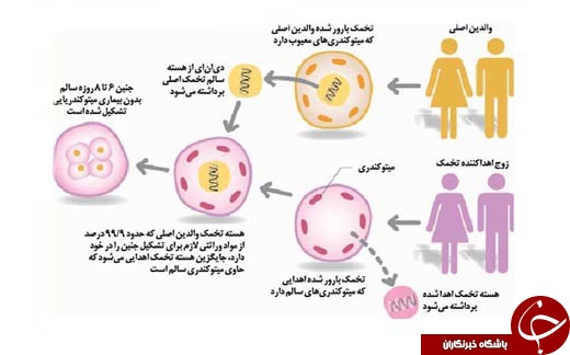 ماجرای تولد نوزادی با 3 والد به زبان ساده