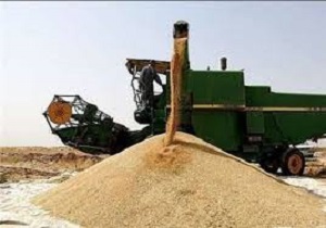 خریداری 37 هزارتن محصولات کشاورزی