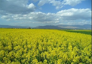 افزایش کشت دانه‌های روغنی در شهرستان نمین