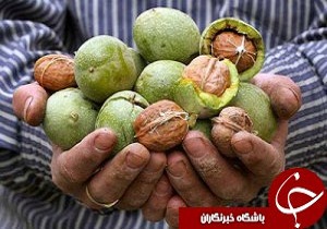 برداشت گردو از باغات شهمیرزاد آغاز شد