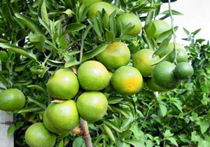 پیش بینی تولید 7 هزار تن نارنگی پیش رس