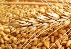 طلب 467 میلیارد ریالی گندم کاران
