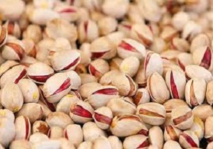 طلای زر خیز دامغان برداشت شد