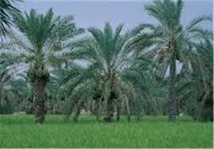 تنگ زرچین دره ای پر از نخلستان
