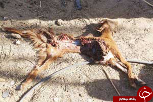 معمای هیولای جگرخوار