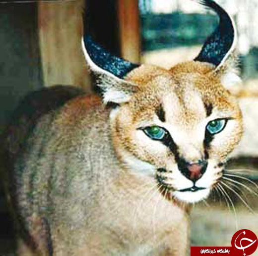معمای هیولای جگرخوار