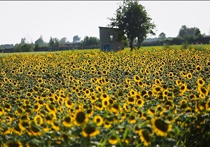 اختصاص 20 هزار هکتار از اراضی پارس‌آباد به کشت دانه‌های روغنی