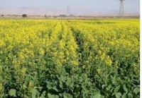 آغاز کاشت کلزا در خراسان رضوی