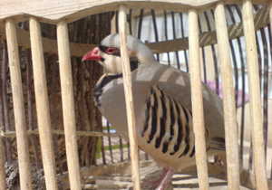 دستگیری شکارچی غیر مجاز در فارسان