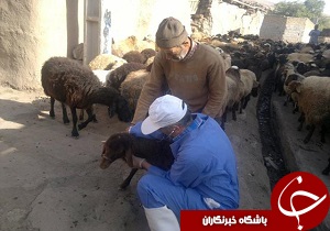 خدمات رایگان دامپزشکی در 6 روستا