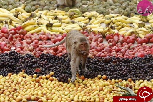 مهمانیِ میمون&zwnj;ها در تایلند! +تصاویر
